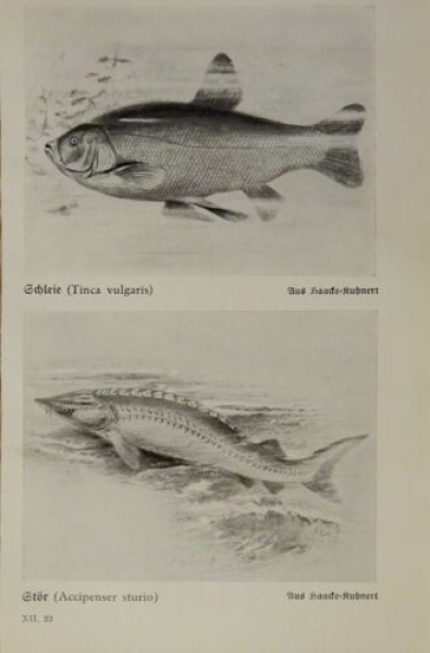 1926 - Fische - Schleie, Stör / Blauhai, Hammerhai - alter Druck